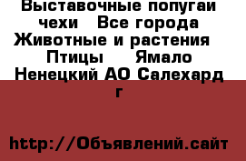 Выставочные попугаи чехи - Все города Животные и растения » Птицы   . Ямало-Ненецкий АО,Салехард г.